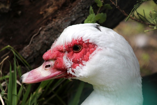 对于两队而 对于两队而